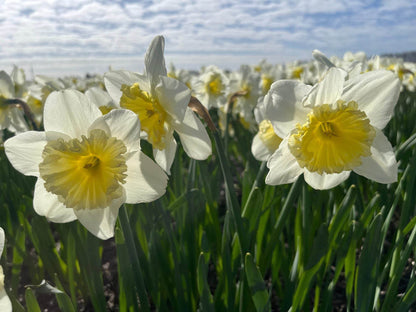 Narcissus 'Ice Follies'