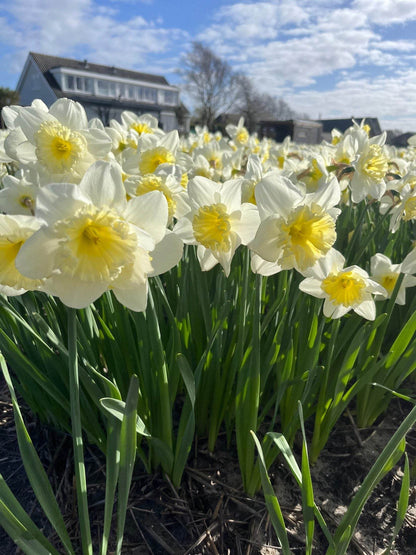 Narcissus 'Ice Follies'