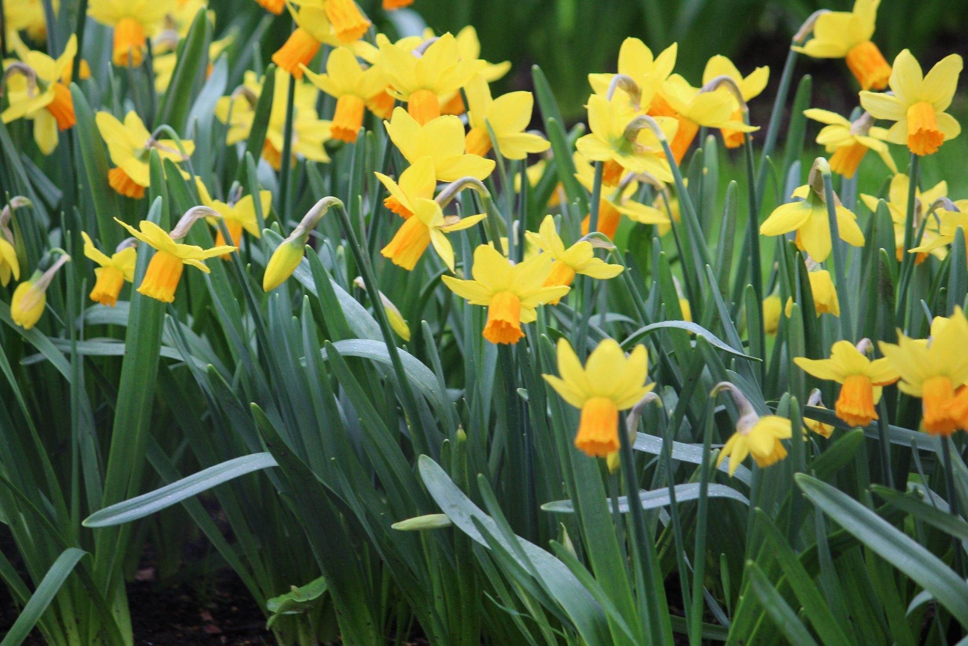 Narcissus 'Jetfire'