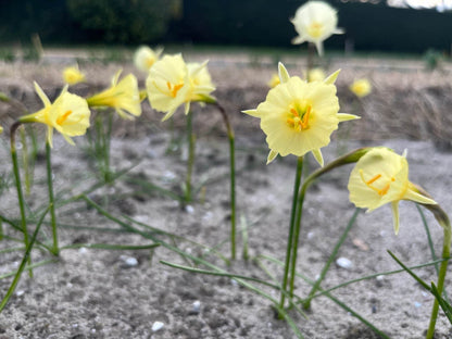 Narcissus 'Julia Jane'