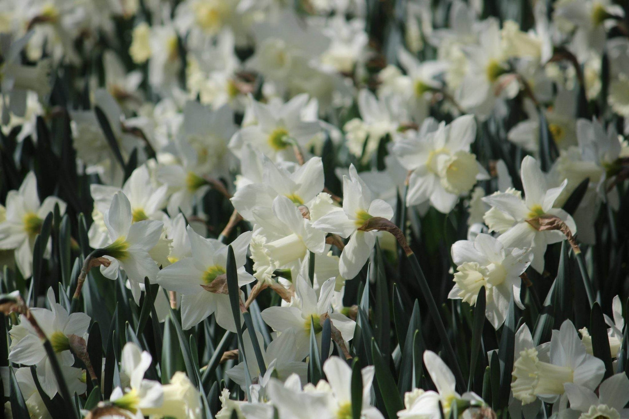 Narcissus 'Mount Hood'