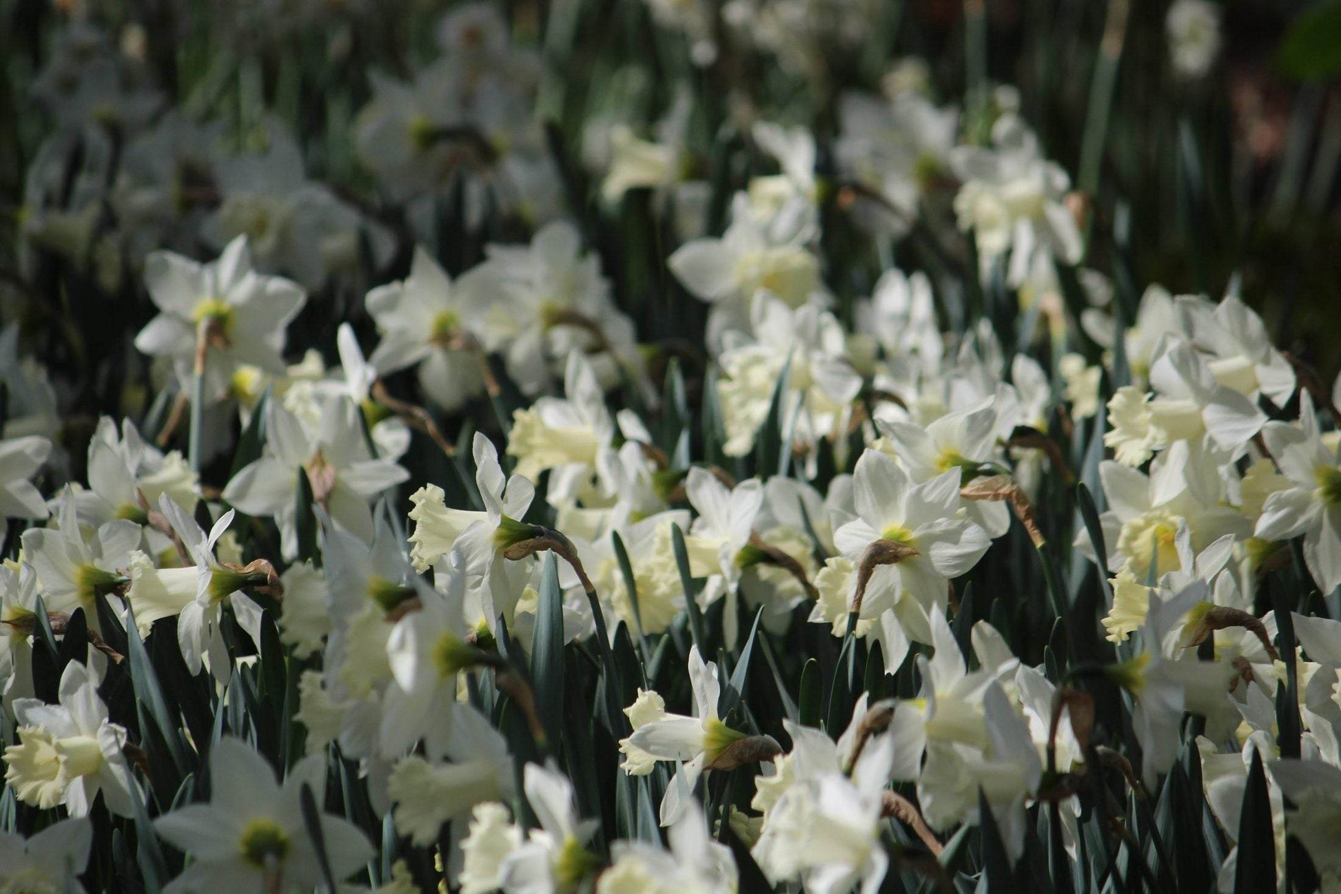 Narcissus 'Mount Hood'