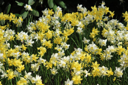 Narcissus 'Sailors's Choice'
