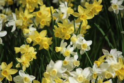 Narcissus 'Sailors's Choice'