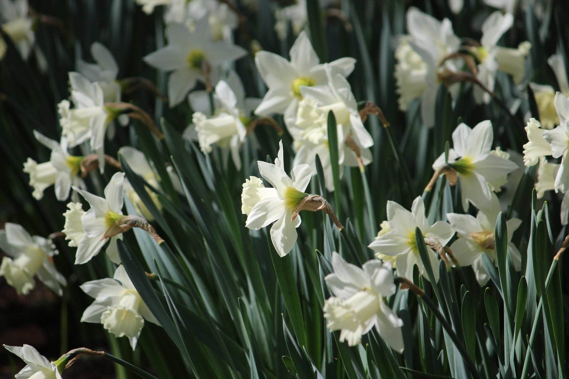 Narcissus_Snow_Baby_Ice_Baby