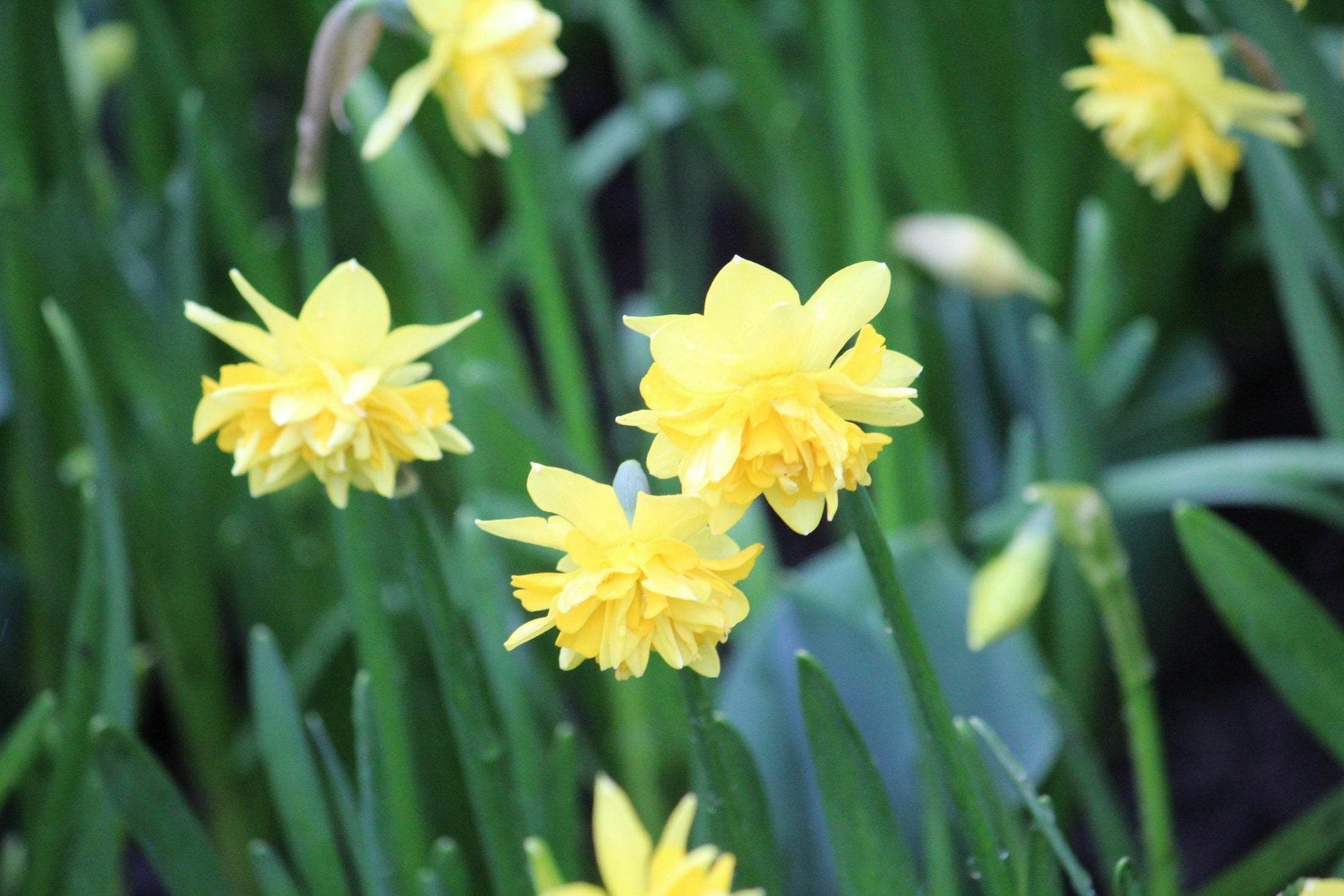 Narcissus 'Tête Deluxe'