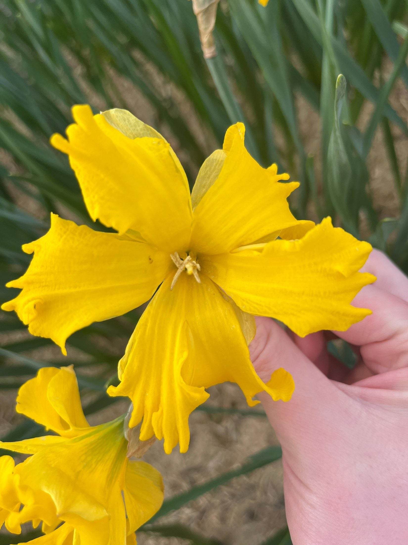 Narcissus 'Winter Starlet'