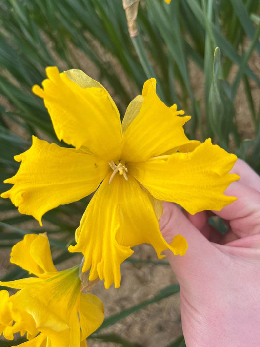 Narcissus 'Winter Starlet'
