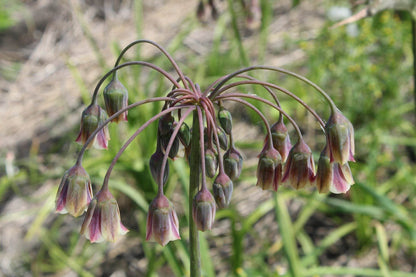 Nectaroscordum siculum