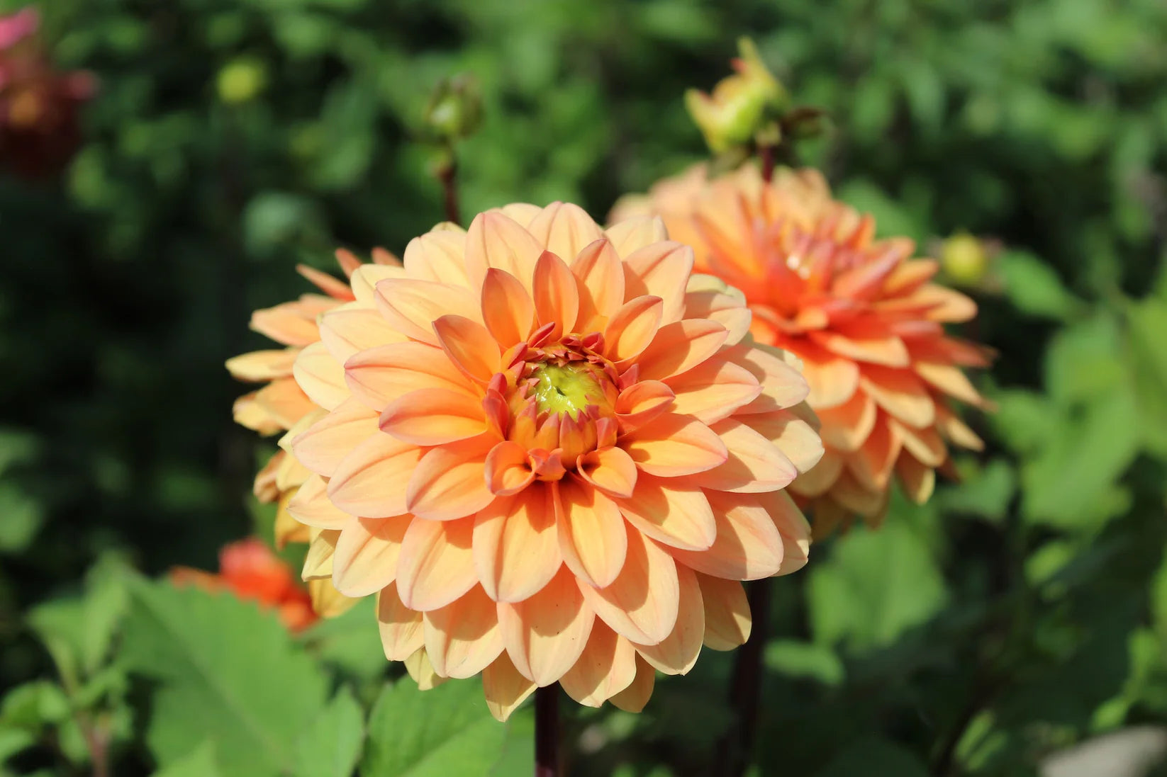 Sunset Orange Dahlia Collectie