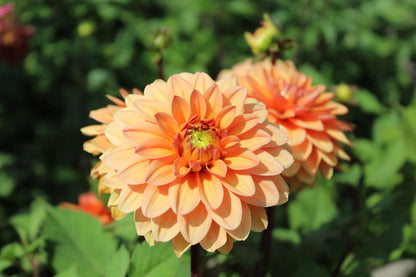 Sunset Orange Dahlia Collectie