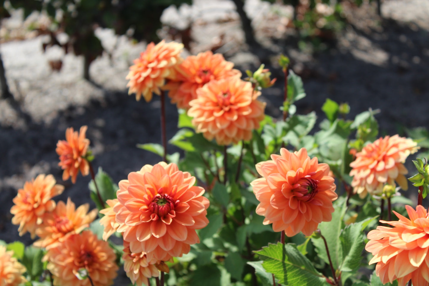 Dahlia 'Orange Nugget'