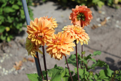 Dahlia 'Orange Nugget'