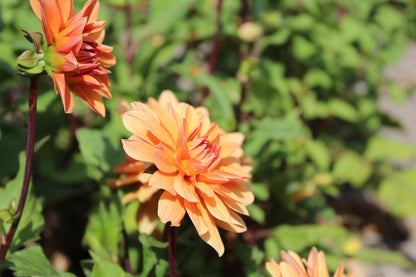 Dahlia 'Orange Nugget'
