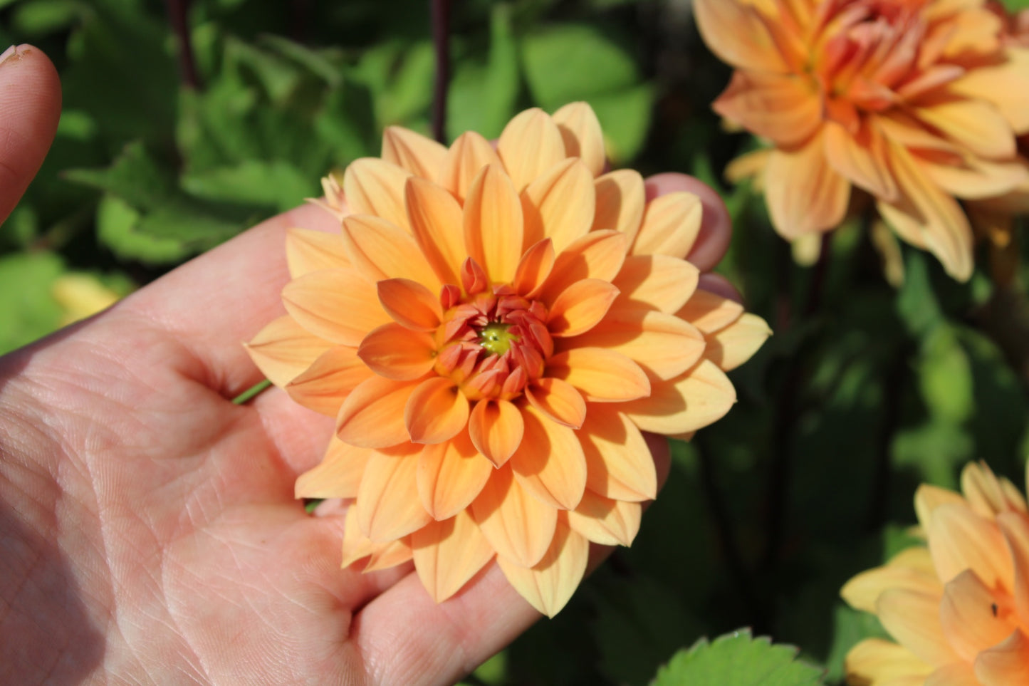Dahlia 'Orange Nugget'
