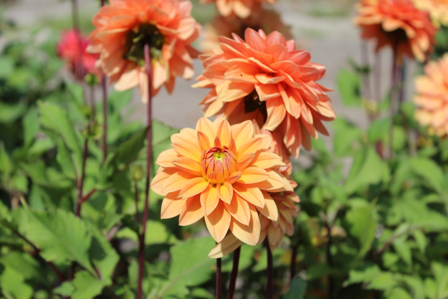 Dahlia 'Orange Nugget'