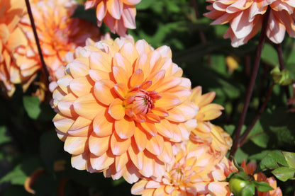 Dahlia 'Peach and vannilla'