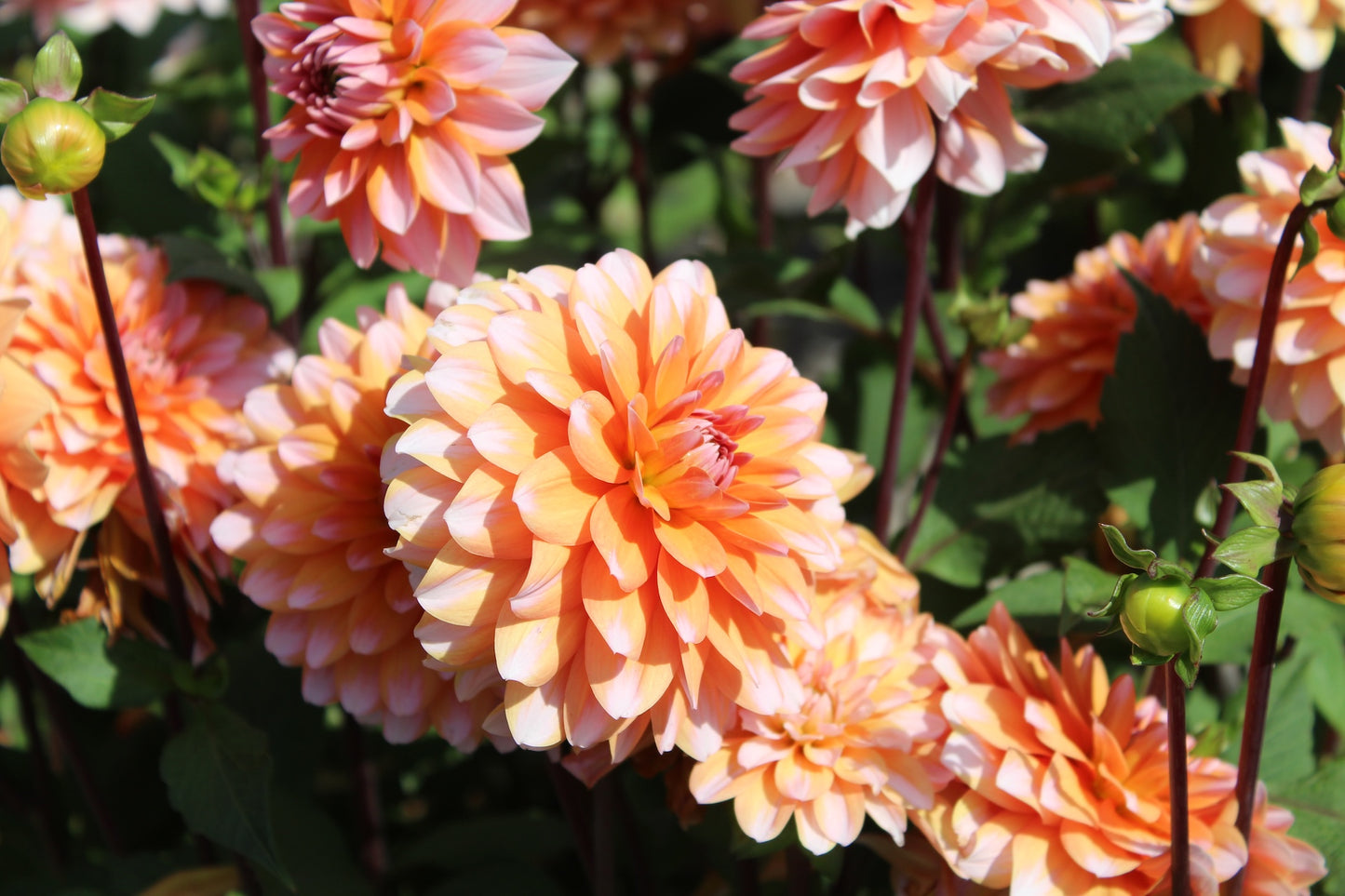 Dahlia 'Peach and vannilla'
