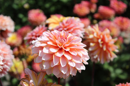 Dahlia 'Peach and vannilla'