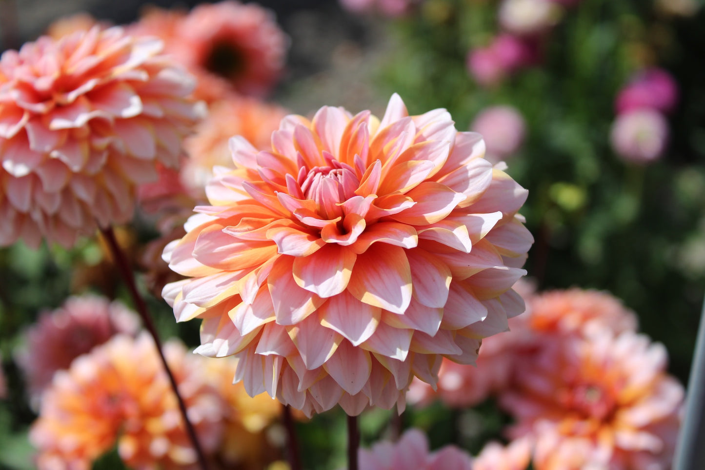 Dahlia 'Peach and vannilla'