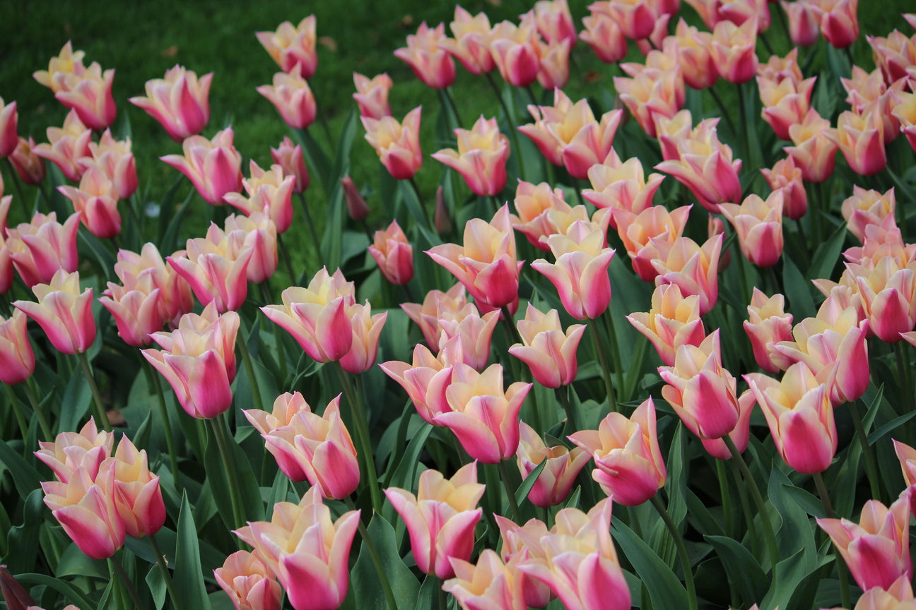 Tulipa 'Sanne'
