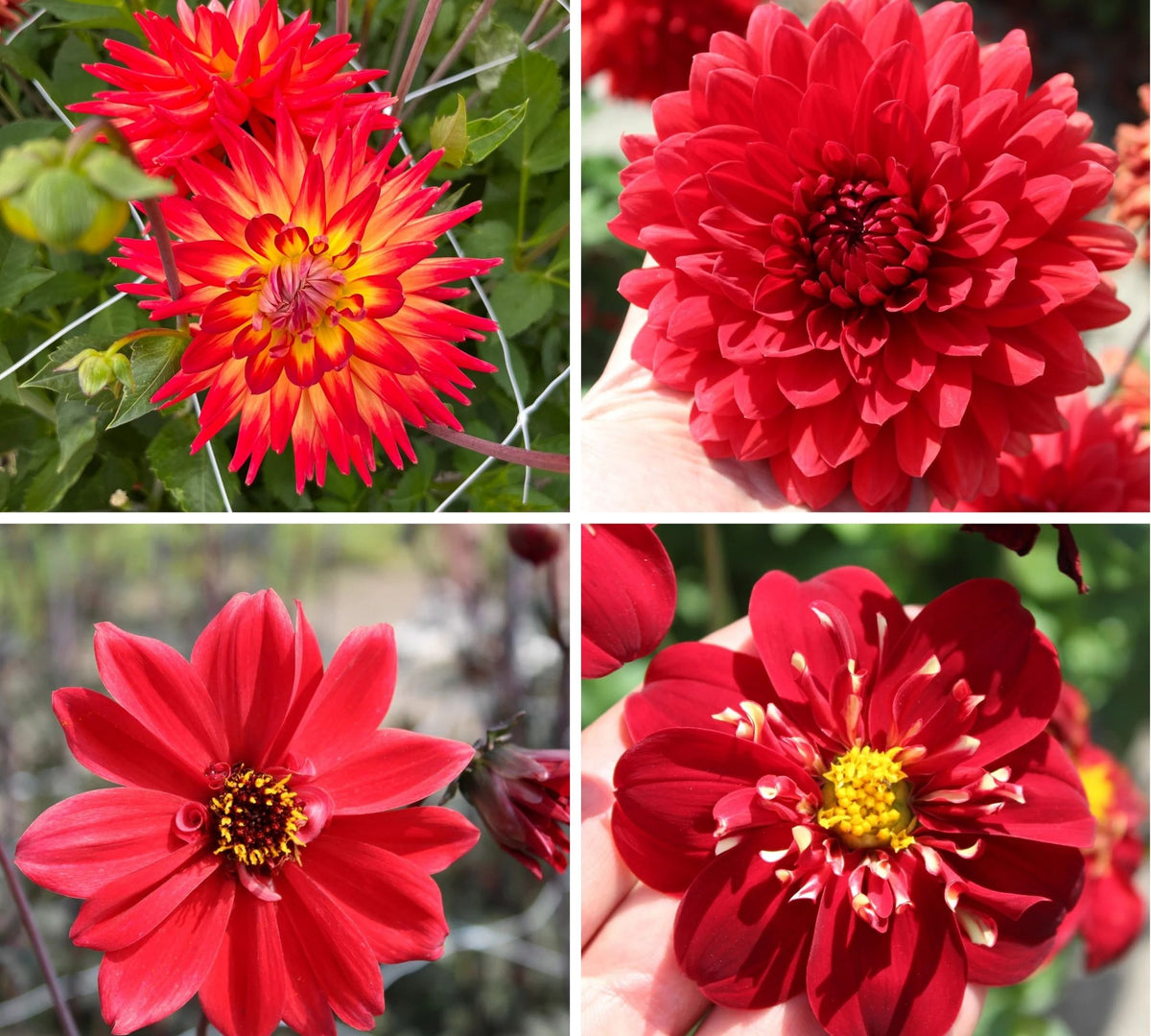 Scarlet Flame Dahlia Collectie
