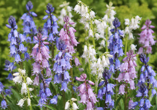 Collectie Hyacintoides hispanica