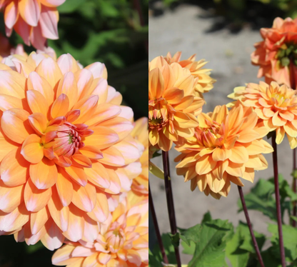 Sunset Orange Dahlia Collectie