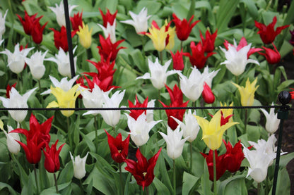 Tulp - Tres Chic Festival