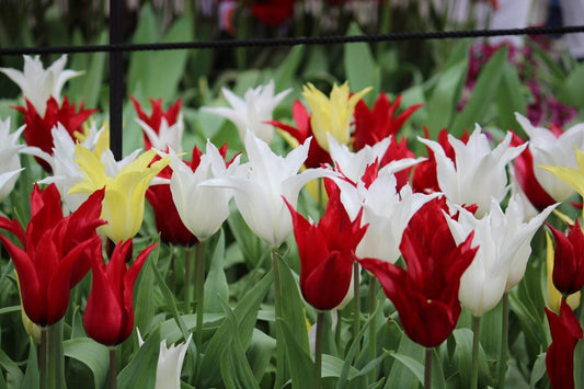 Tulipa -Tres Chic Festival