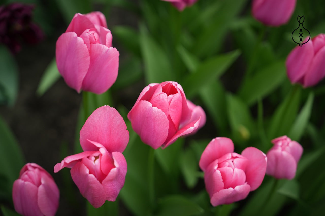 Tulp Big Love
