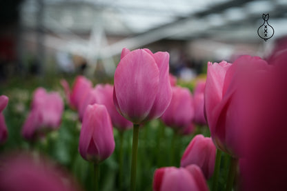 Tulp Big Love