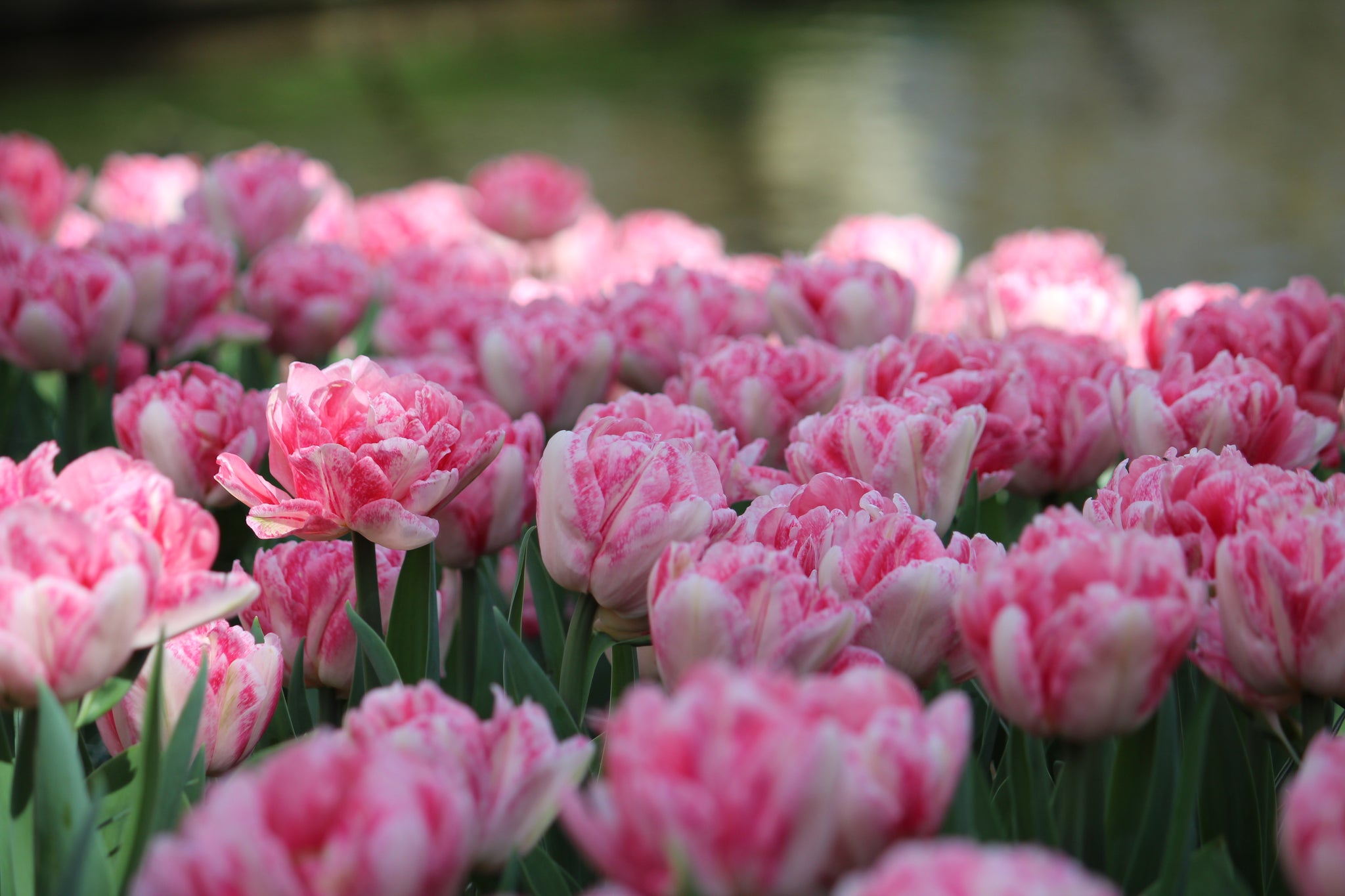Tulipa 'Foxtrot'
