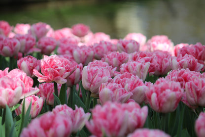 Tulipa 'Foxtrot'
