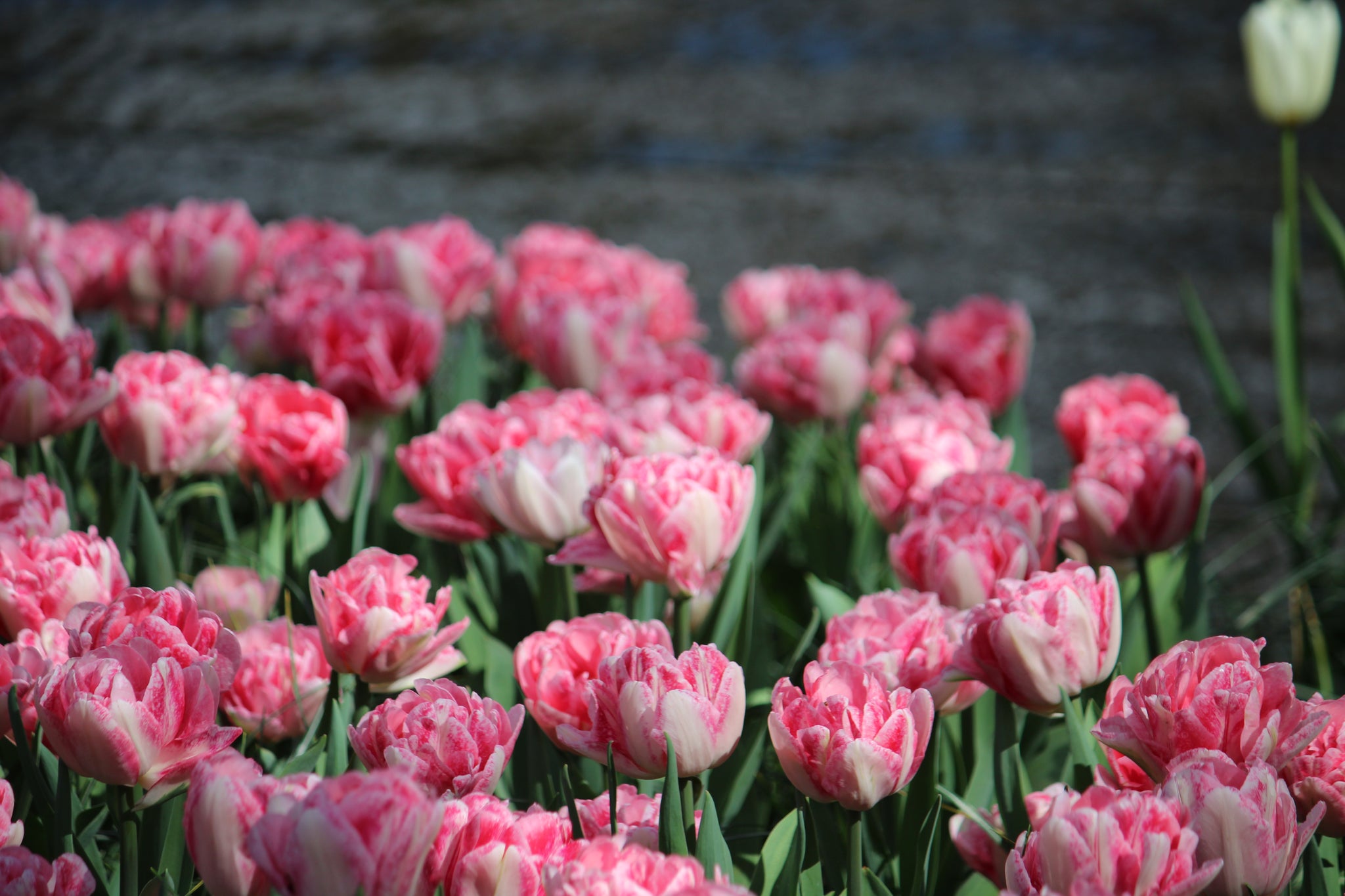 Tulipa 'Foxtrot'