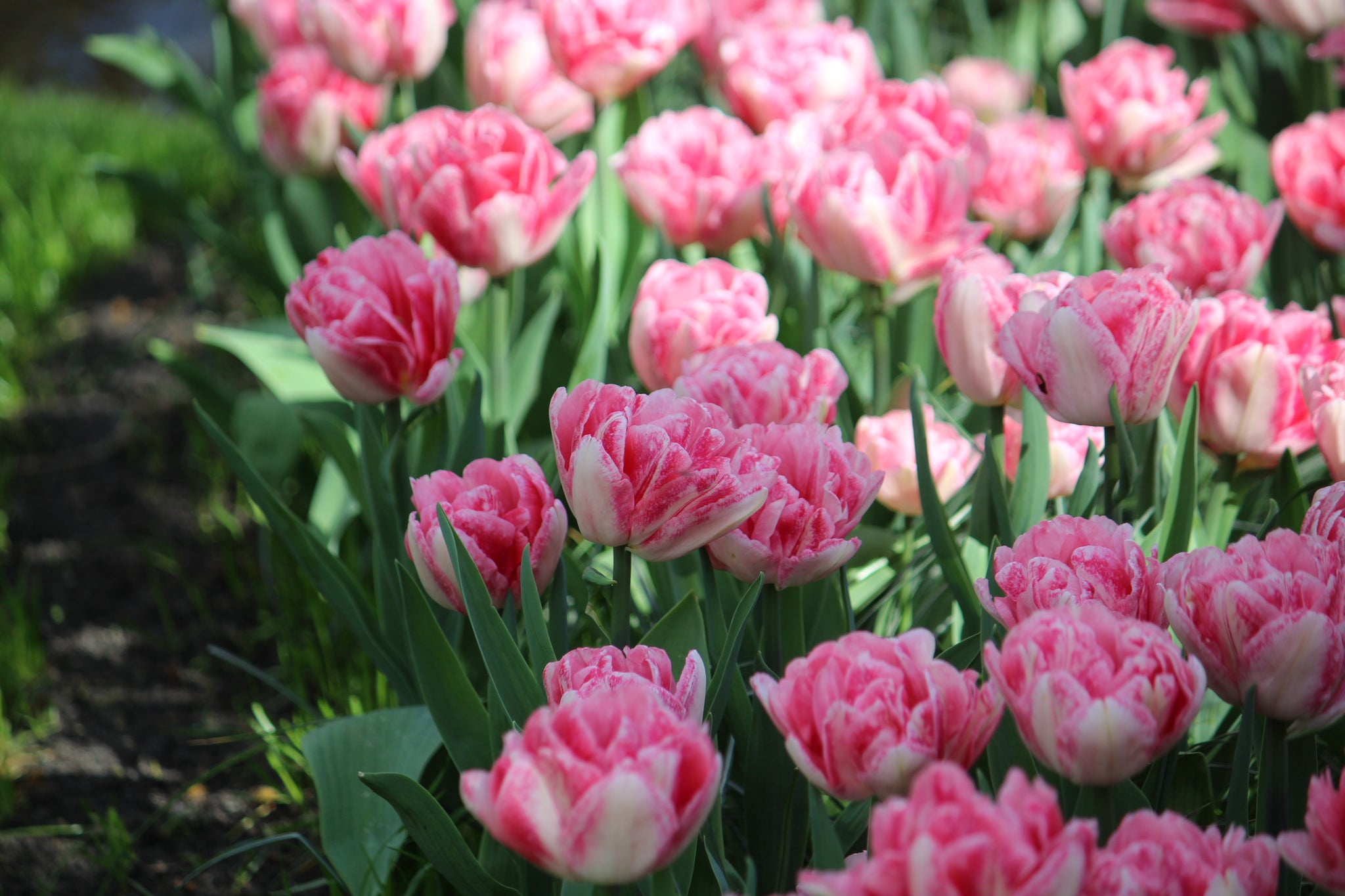 Tulipa 'Foxtrot'