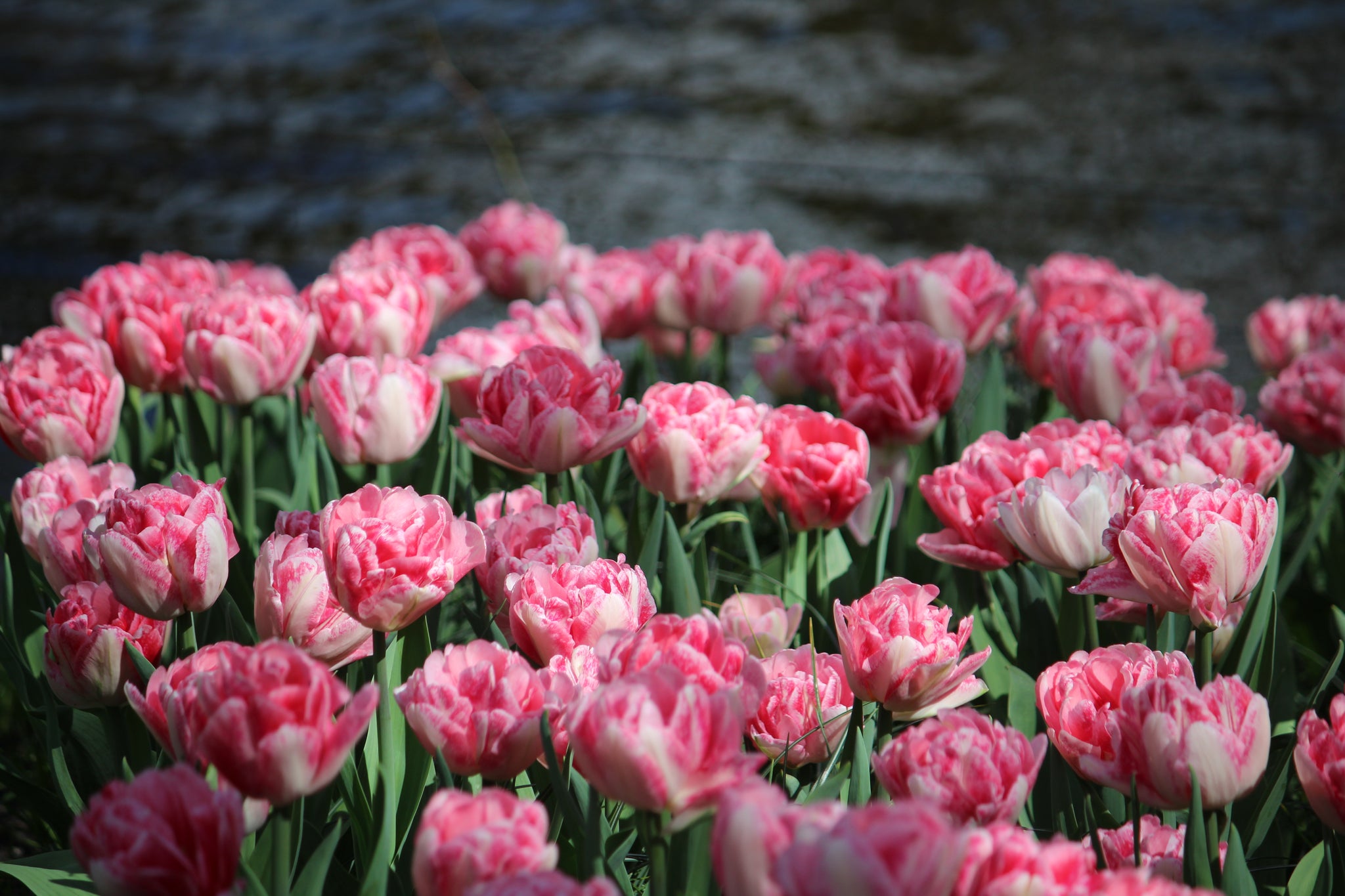 Tulipa 'Foxtrot'