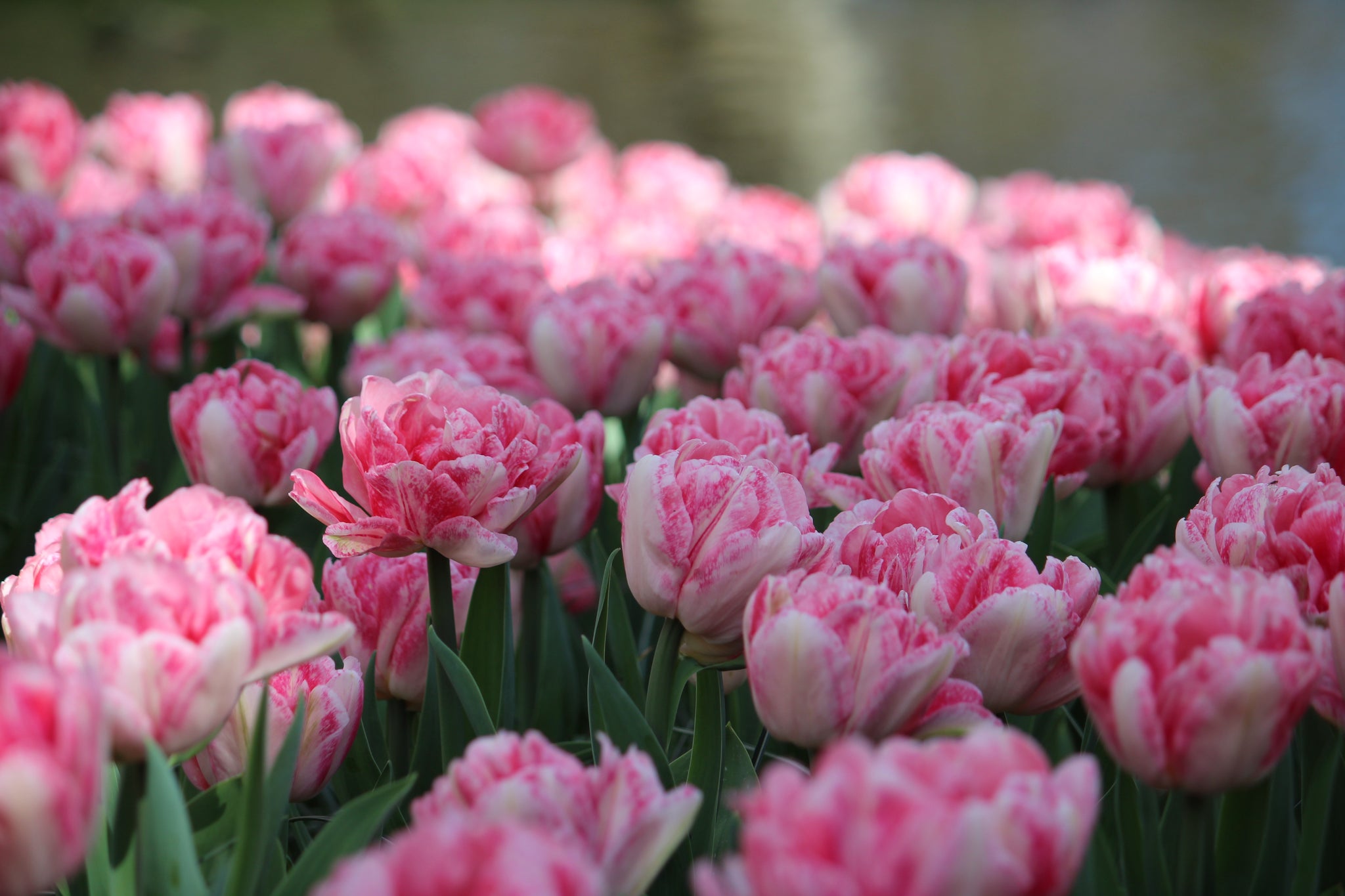 Tulipa 'Foxtrot'