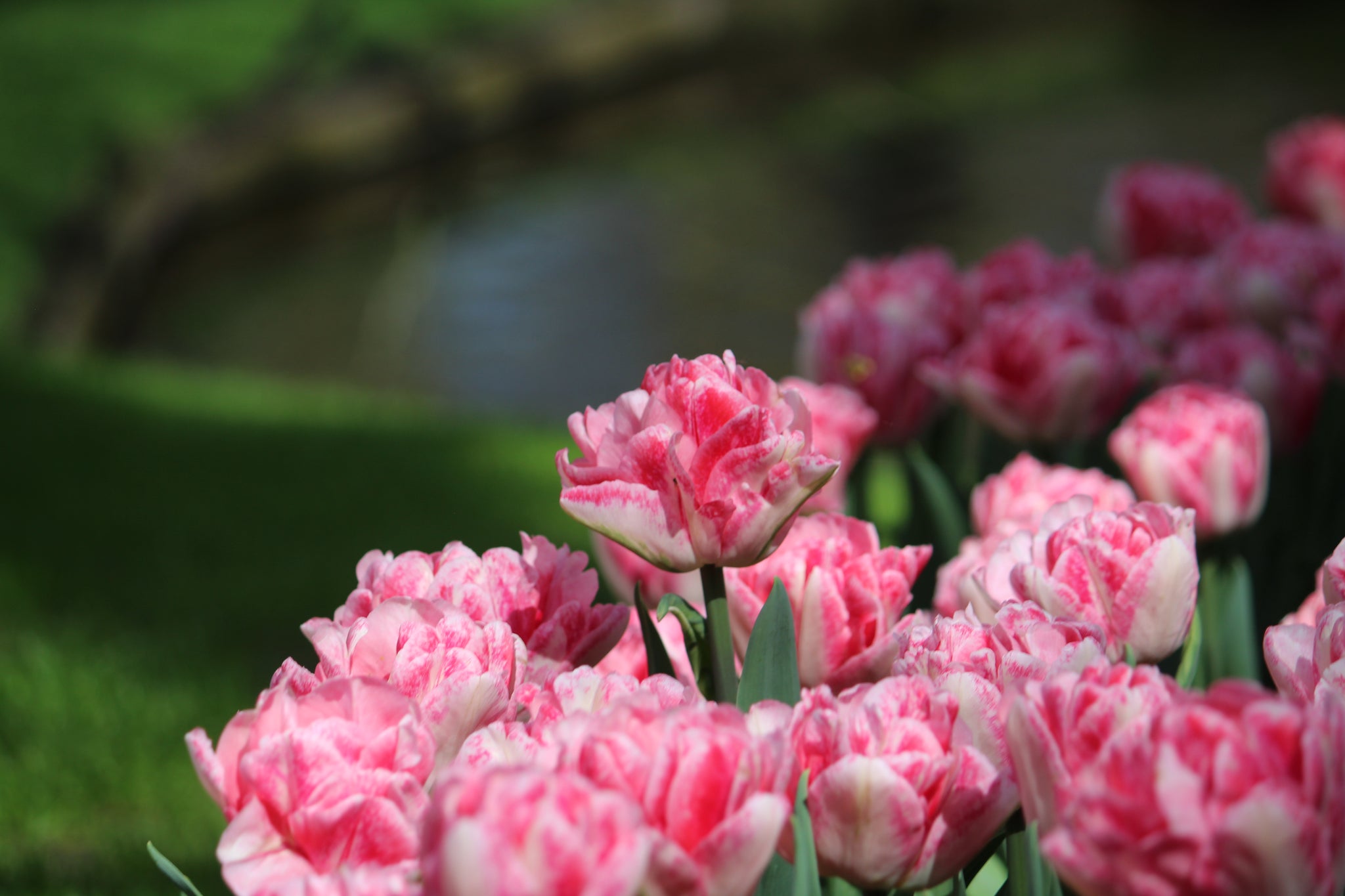 Tulipa 'Foxtrot'