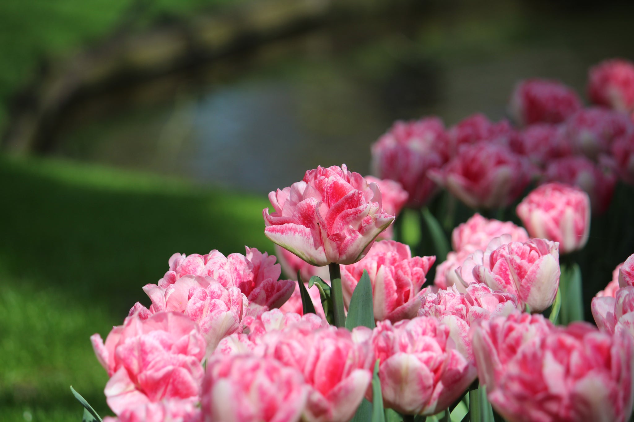 Tulipa 'Foxtrot'