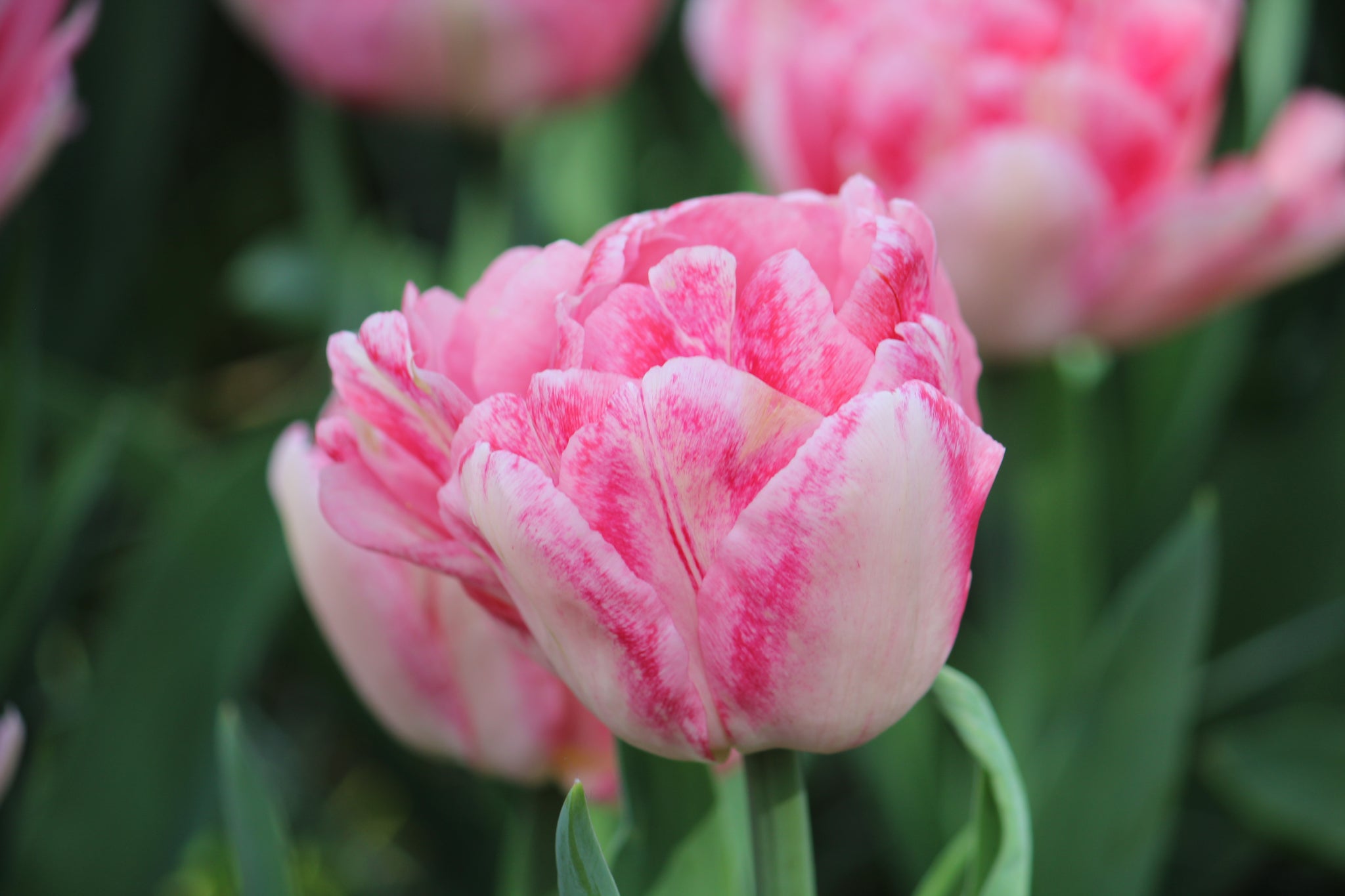 Tulipa 'Foxtrot'