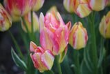 Tulipa 'Antoinette'