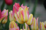 Tulipa 'Antoinette'