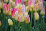 Tulipa 'Antoinette'