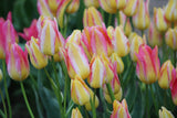 Tulipa 'Antoinette'