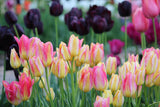 Tulipa 'Antoinette'