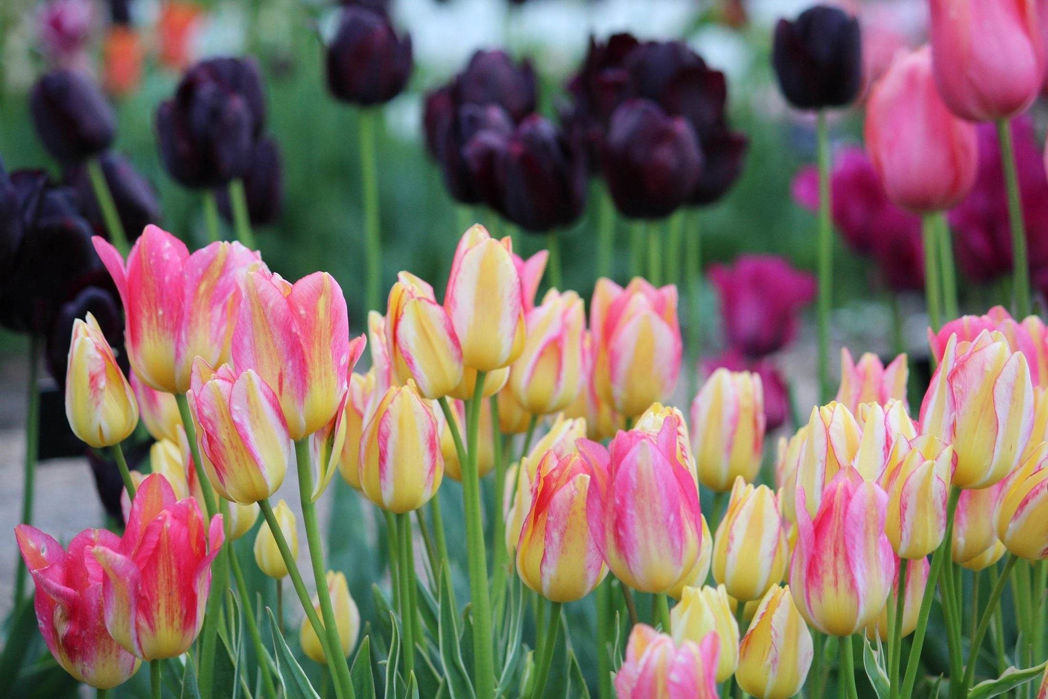 Tulipa 'Antoinette'