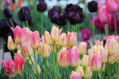 Tulipa 'Antoinette'