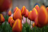 Tulipa 'Apeldoorn Elite'