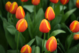 Tulipa 'Apeldoorn Elite'